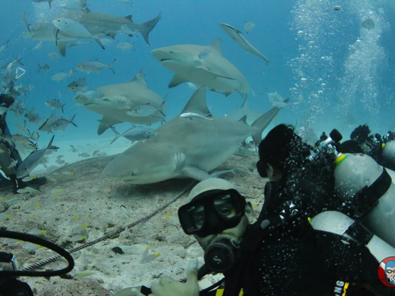 Bruno diving underwater with multiple bull sharks, giving thumbs up